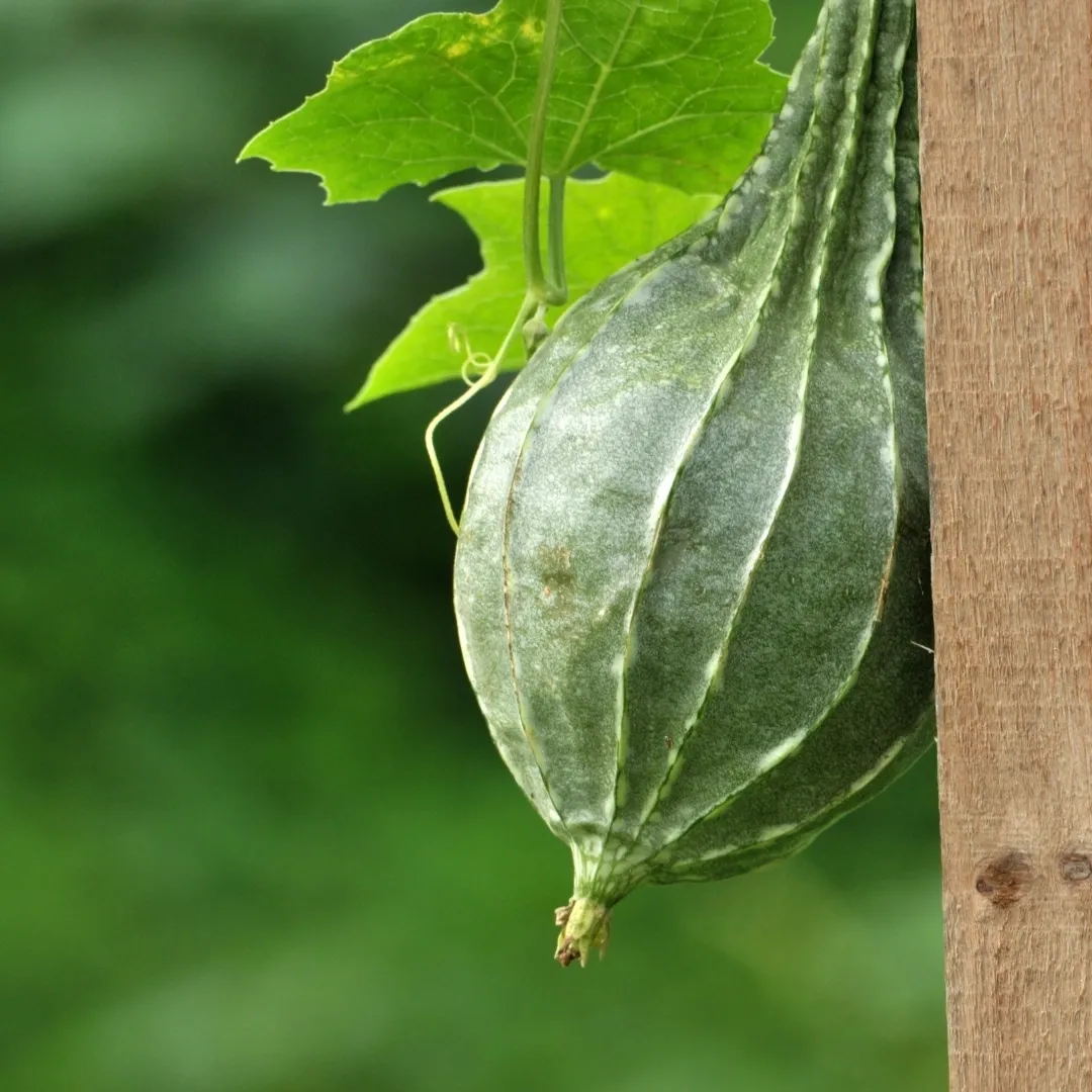 Sponge Gourd: planting, growing and harvesting organically at home. 
